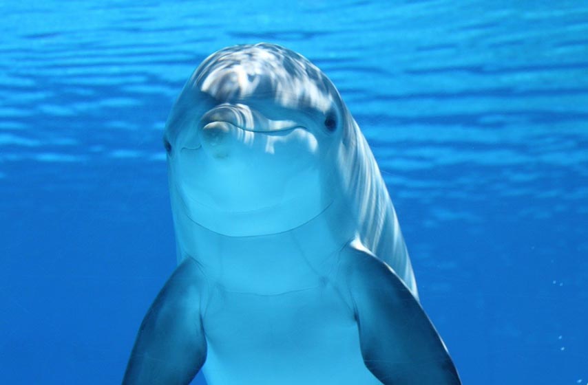 osobine delfina, koje su osobine delfina