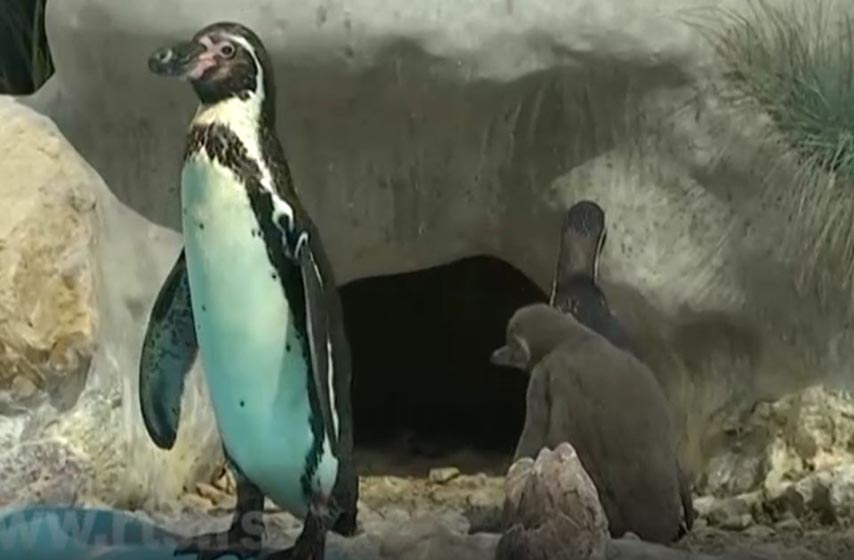 izlegao se pingvin u beograd, zooloski vrt beograd