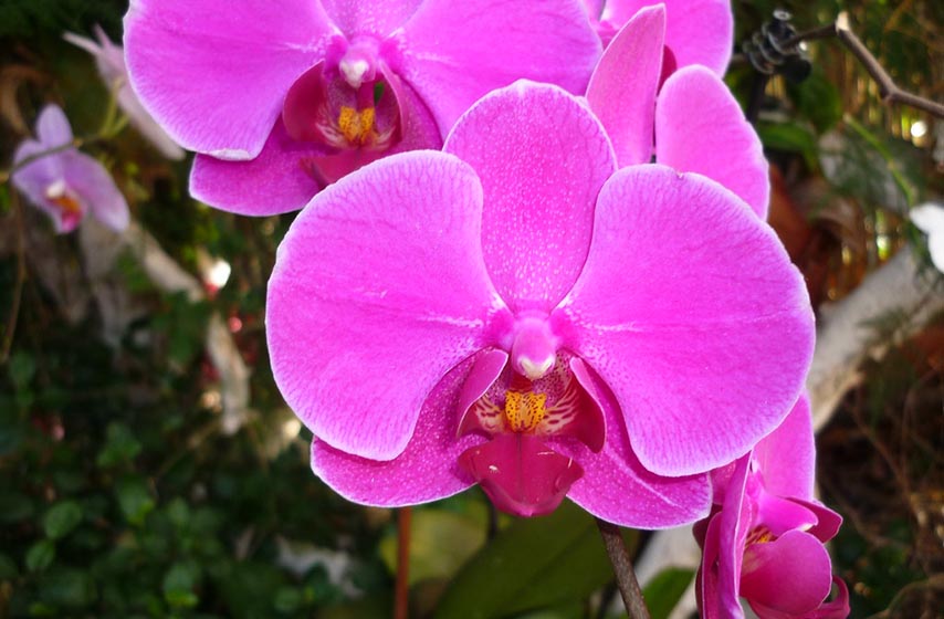 orhideje, cvetanje orhideja