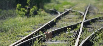 Vozovi između Budimpešte i Beograda mogli bi da krenu u decembru