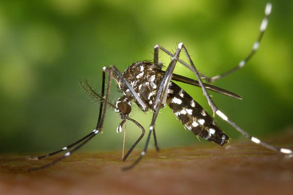 Smrtonosni komarac
