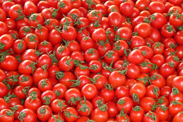 Cena paradajza