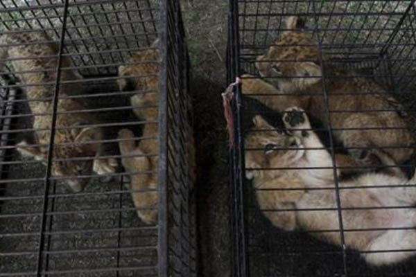 Uhapšeni krijumčari lavova, leoparda i kornjača