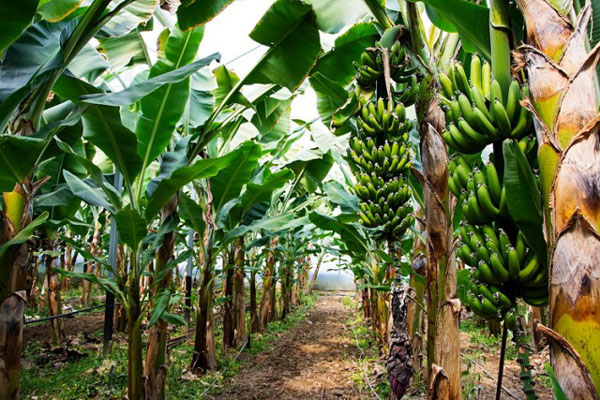 Banane i kivi rastu u Čačku: Sve više uzgajivača tropskog voća u Srbiji