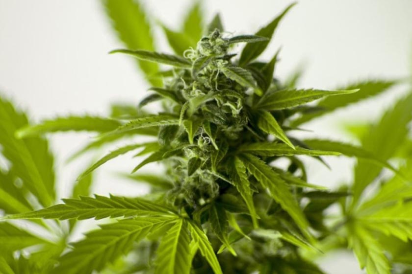 MUP: Marihuana iz Jovanjice skladištena po propisima
