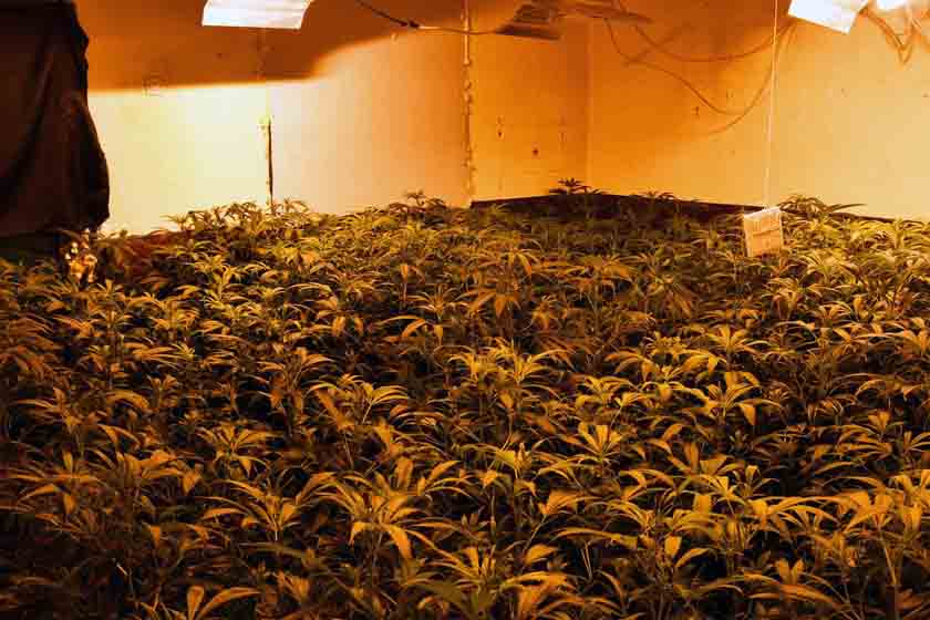U Plandištu pronađena laboratorija i oko 40 kilograma marihuane