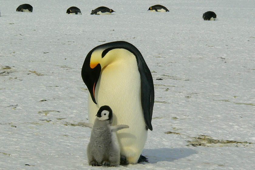 Na Antarktiku drastično manji broj pingvinaNa Antarktiku drastično manji broj pingvina