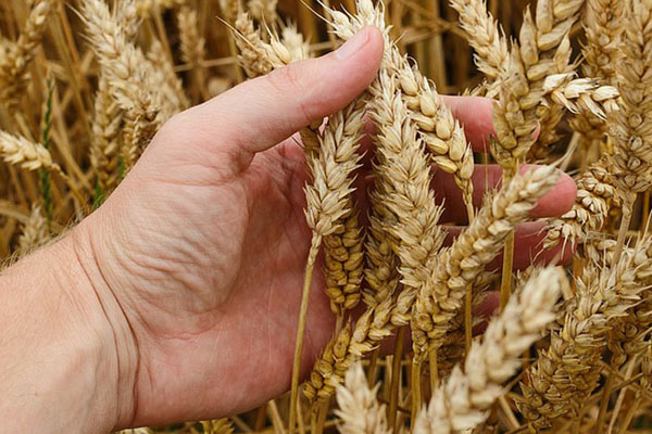Dozvoljen uvoz pšenice bez carine jer domaće žito nije dovoljno kvalitetno