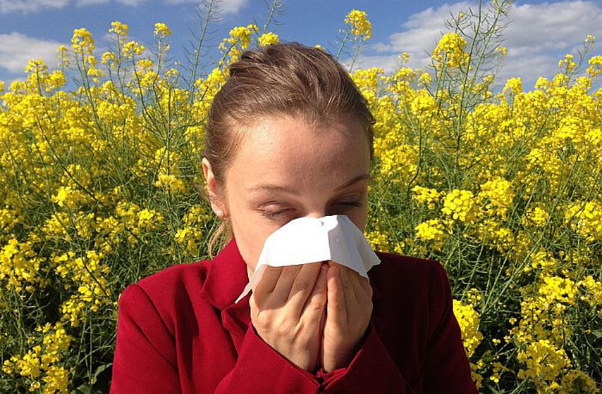 alergeni, koncentracija polena, pancevo