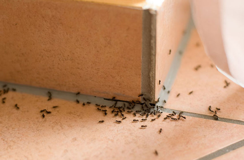 mravi, mravi u kuci, kako se resiti mrava