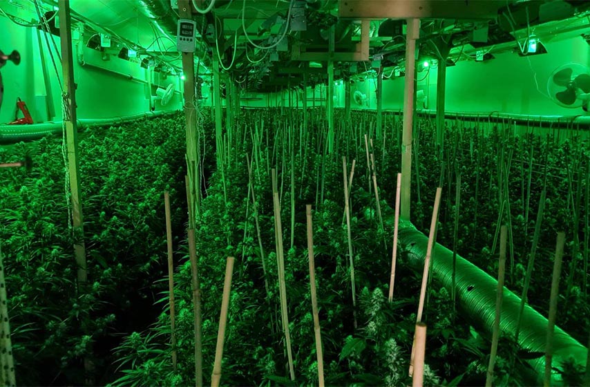 laboratorija za proizvodnju marihuane, ub