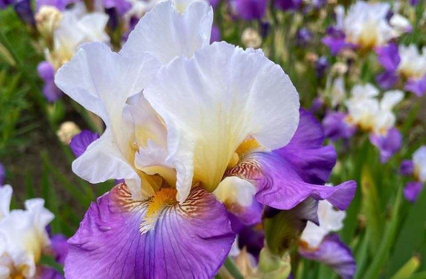 iris, perunika, kako se gaji perunika, cvet perunika, cvet iris