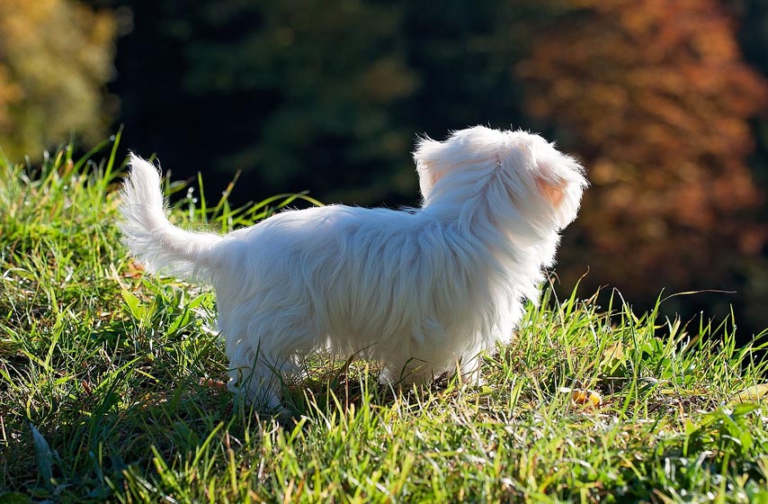 ljubimci, pas, zašto se pas valja po travi