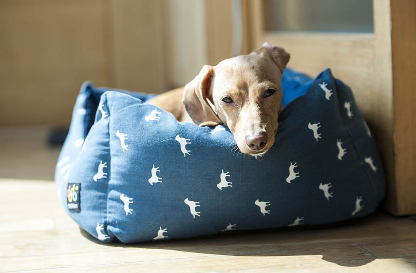 Zašto psi grebu svoj krevet pre nego što legnu?, kucni ljubimci, pas