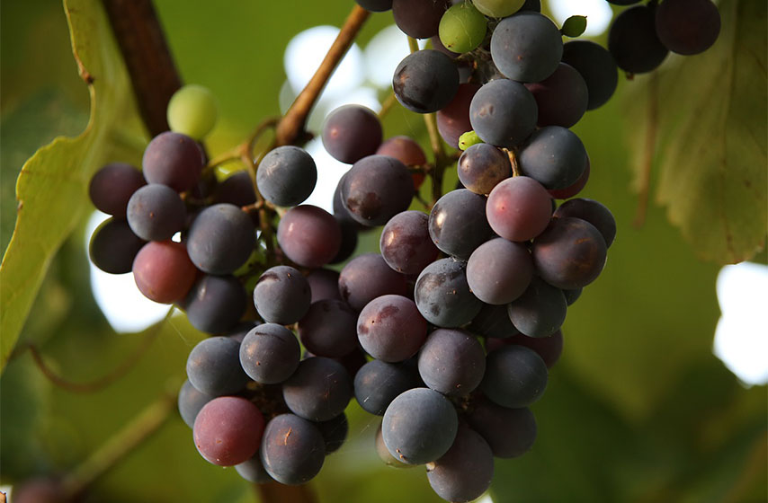 grozdje, zanimljivosti o grozdju, koliko grozdje ima kalorija