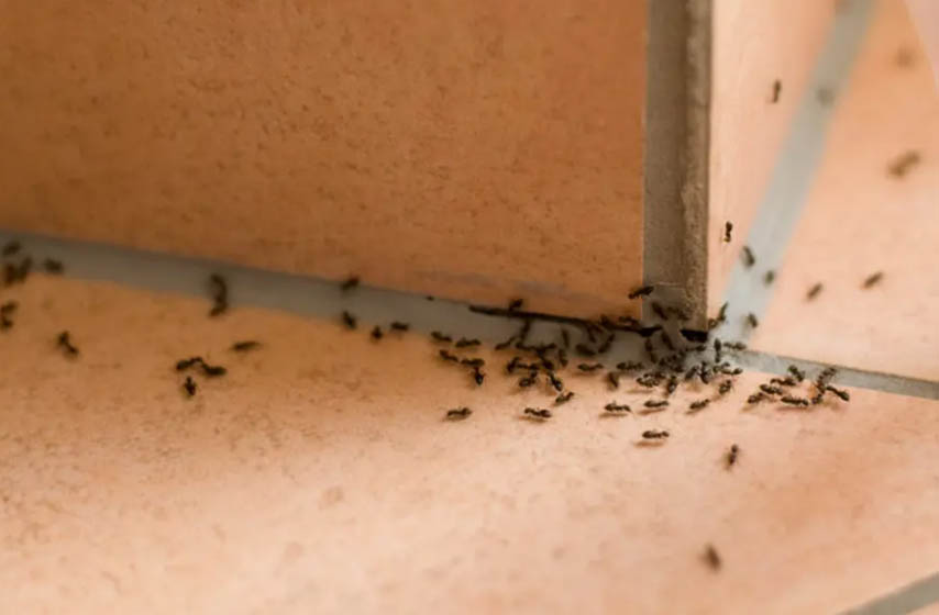 mravi u kuci, mravi u stanu, kako se resiti mrava