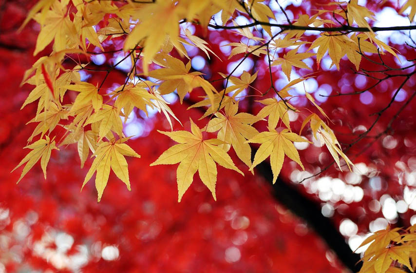 zašto lišće u jesen menja boju