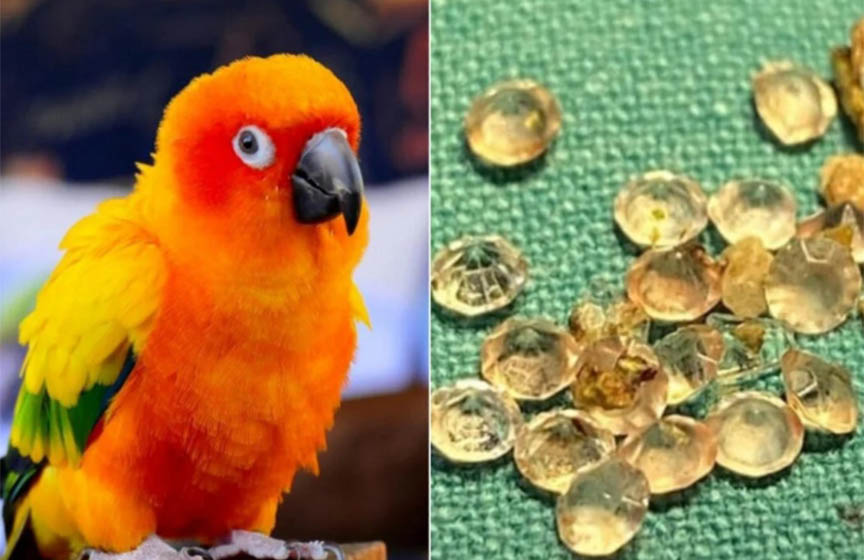papagaj pojeo dijamante