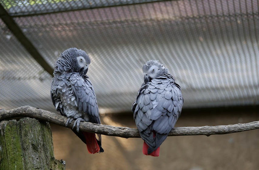 papagaji, africki sivi papagaj, zoo vrt