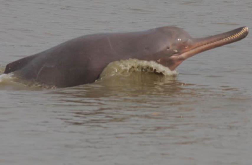 ubistvo retke delfina u indiji