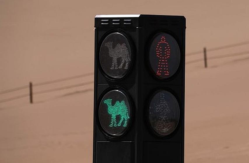 semafor za kamile