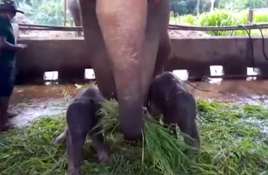 slonovi blizanci