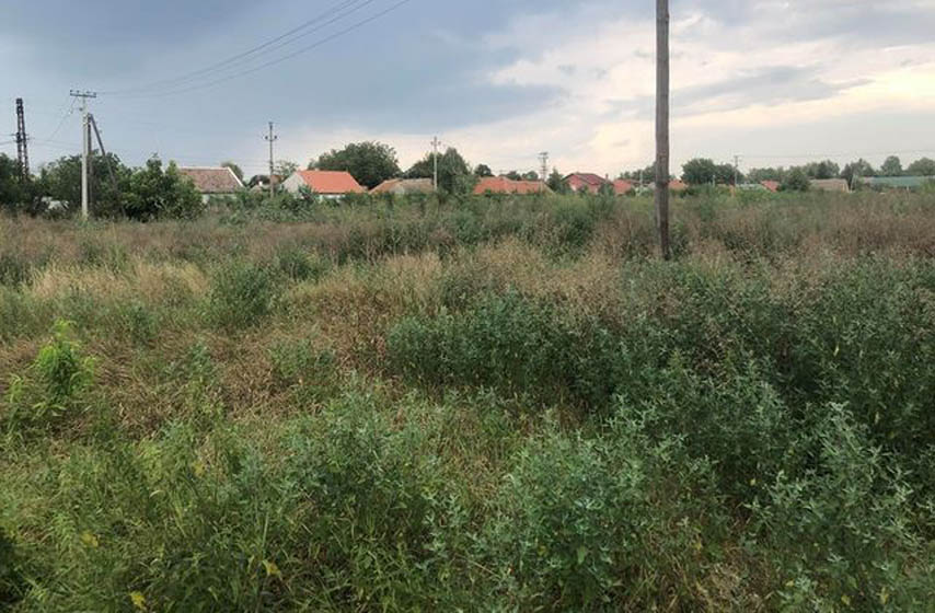 Pančevo, Topola, visoka trava, JKP "Zelenilo"