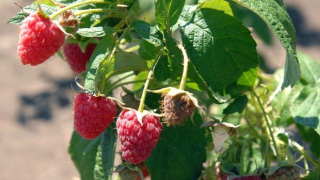 maline, cena malina, leskovac, srbija