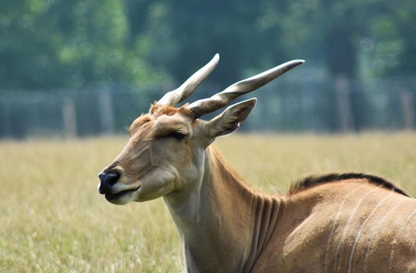 radnik, antilopa, zoo vrt