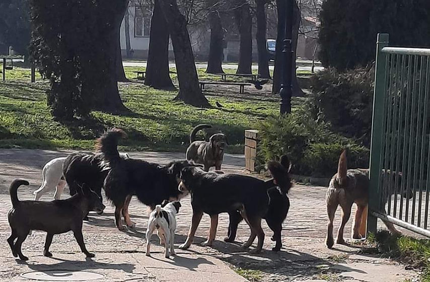 kacarevo, psi lutalice, pancevo