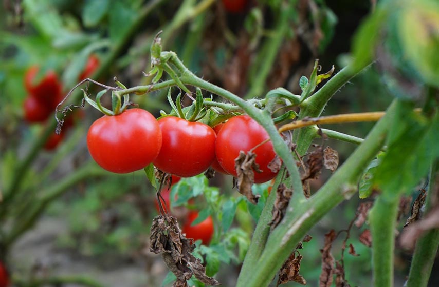 sadjenje paradajza, kako zasaditi paradajz