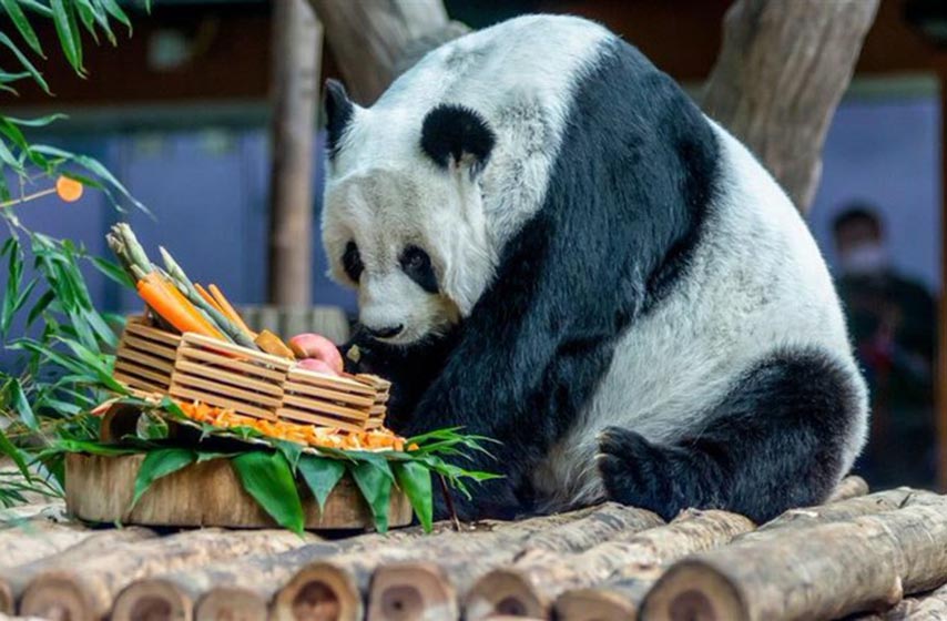 panda, tajland, životinje