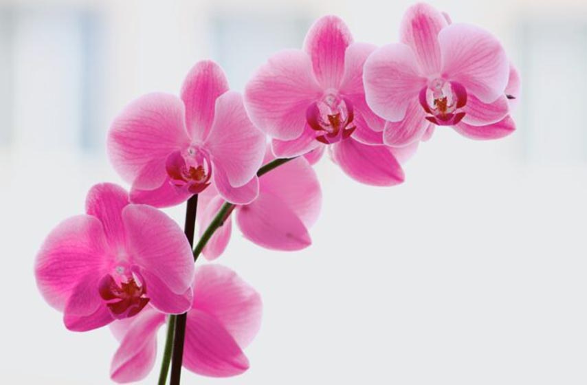 orhideja, cvetanje, cvece