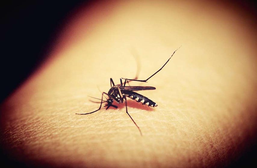 tretman suzbijanja komaraca, zaprasivanje komaraca, pancevo