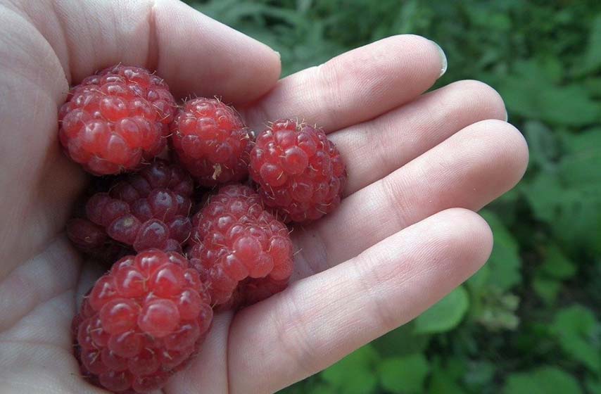 maline, pancevo, rod malina