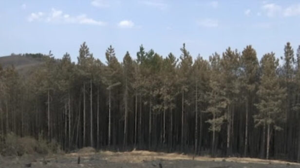 vranje, pozari