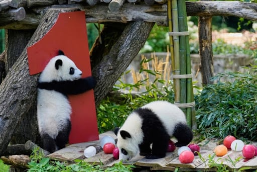 berlinski panda blizanci, k-013, rodjendan