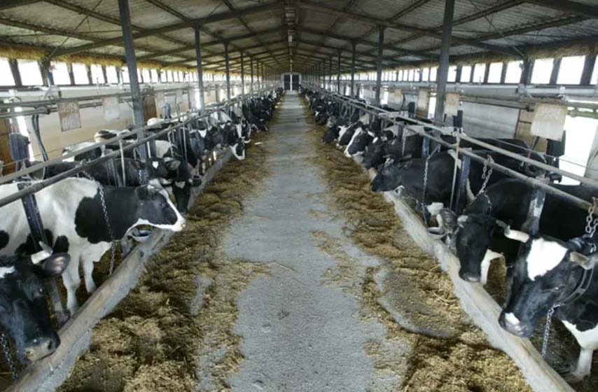 imlek, otkupna cena mleka, k-013, vesti srbija, srbija