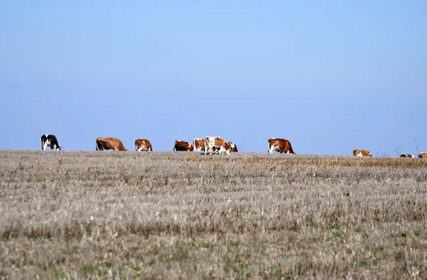 proizvodjaci mleka srbije, k-013, vesti srbijaproizvodjaci mleka srbije, k-013, vesti srbija