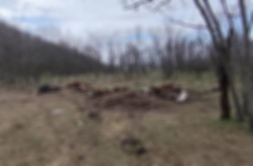 kamenolom, guduricki put, vrsac, ostaci zivotinja, lesine, k-013, vesti srbija, vesti pancevo, vesti vrsac