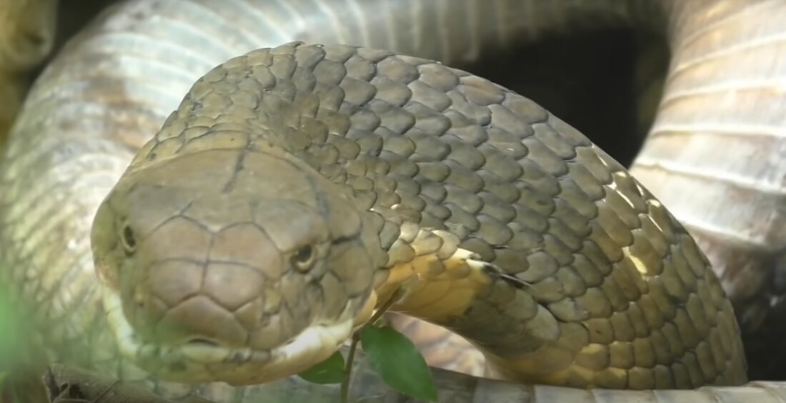 turista, hurdaga, kobra,k-013, vesti srbija