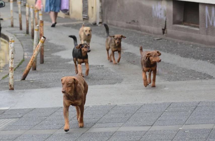 udruzenje za zastitu zivotinja, zakon o dobrobiti zivotinja, k-013, vesti srbija