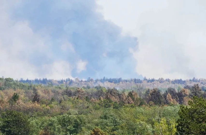 bioloski fakultet, obnova deliblatske pescare, k-013, vesti srbija, vesti pancevo, pancevo