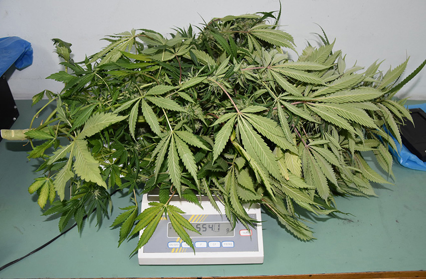 pancevo, hapsenje, marihuana, k-013, vesti pancevo, crna hronika