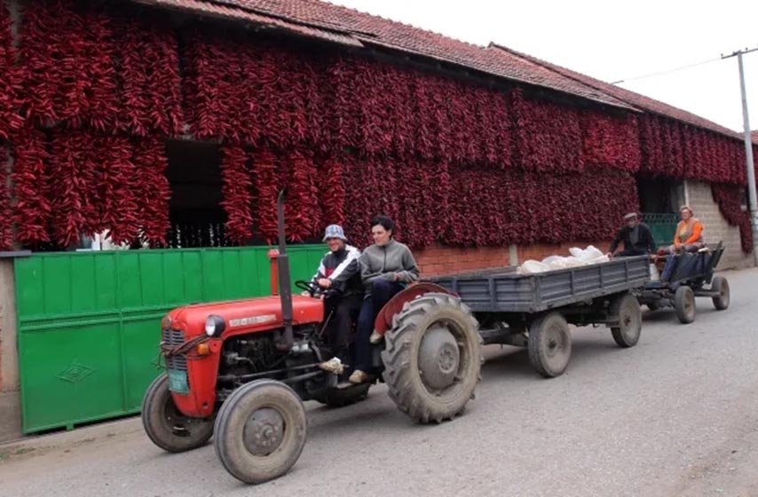 severna makedonija, paprika, bugarska, k-013, vesti srbija