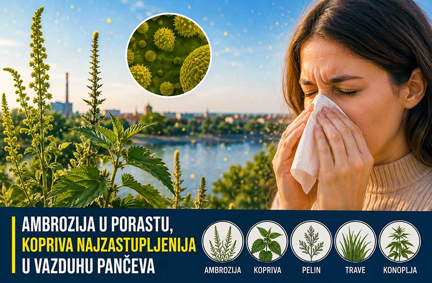 zavod za javno zdravlje pancevo, koncentracija polena, k-013, vesti pancevo, pancevo, ambrozija