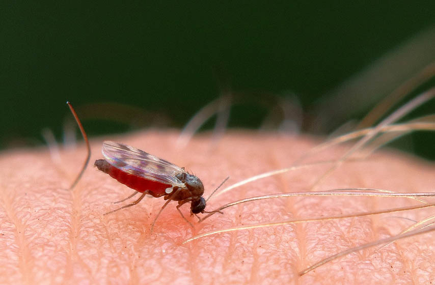 virus zapadnog nila, srbija, k-013, vesti srbija, batut