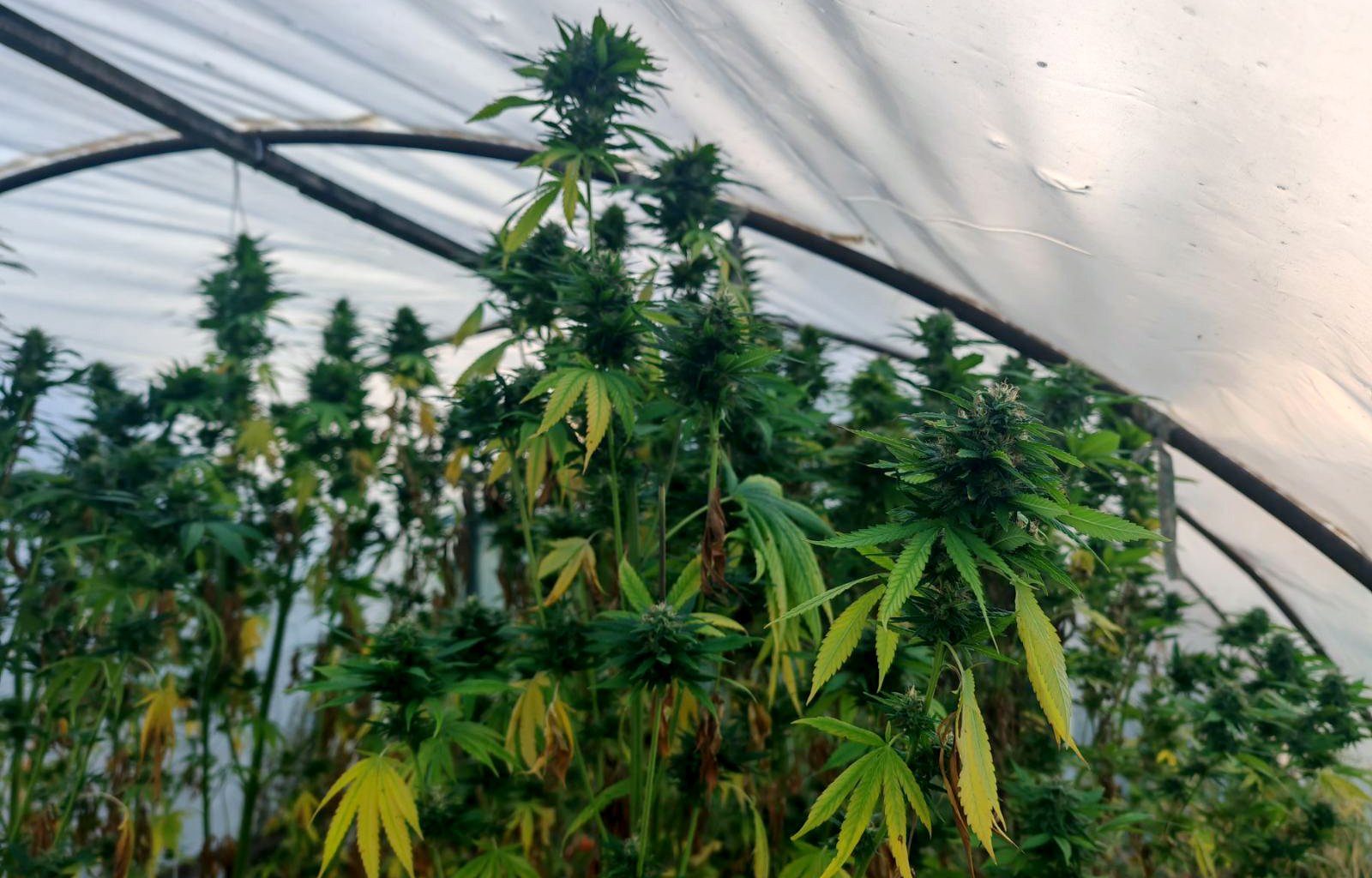 Kraljevo, hapšenje, droga, kanabis, Više javno tužilaštvo