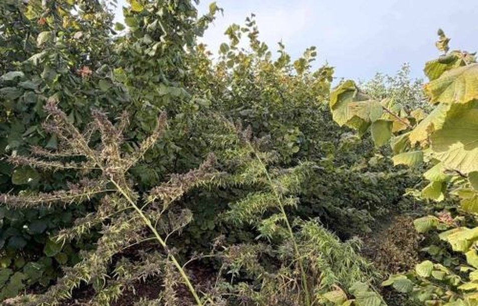 Bač, hapšenje, marihuana, rezani duvan, Ministarstvo unutrašnjih poslova, Osnovno javno tužilaštvo